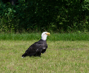 Ein Weißkopfseeadler steht auf einer Wiese und beobachtet