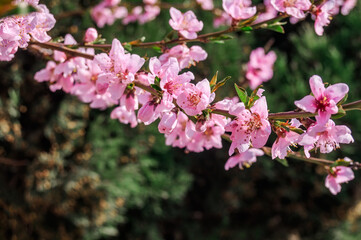 Peach (Persica vulgaris) in orchard, Crimea