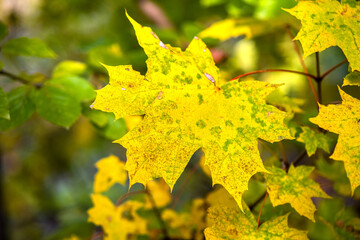 Close up of bright vibrant yellow leaves on a tree branches in autumn park. Detail of fall forest foliage.