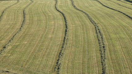 Field of Hay