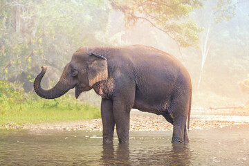 Elephants on nature river in deep nature forest at Thailand,Asia.