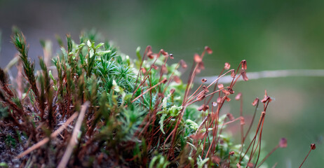ściółka leśna © Izabela