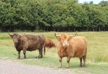 Two Scottish highlander cows, Texel, the Netherlands