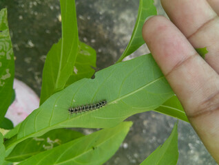hand holding a leaf of a plant infected with caterpillar, insects and pests photography