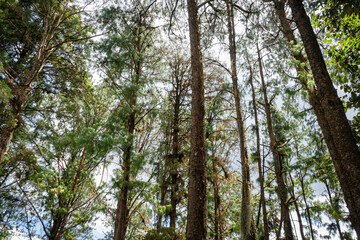 Beautiful Colombian tropical forest