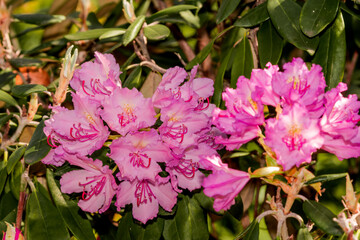 Smirnow Rhododendron (Rhododendron smirnowii) in park