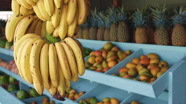 Branch of fresh ripe bright yellow bananas hangs against the background of a counter of  fruit shop with blurred tropical fruits mango and pineapple. 