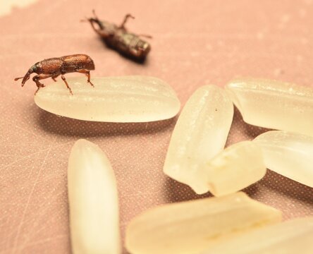 Rice Weevil or sitophilus oryzae on raw rice.