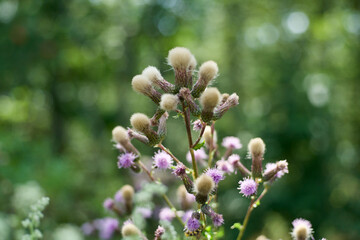 Florale Textur als Hintergrund mit unterschiedlichen Farben und Formen einer Pflanzlichen Gestalt zur sommerlichen Jahreszeit, Distel mit Blüten und Samenständen