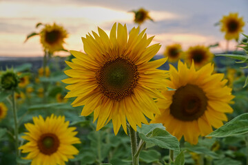 Beautiful sun flowers field, sunset with orange colors and gray clouds. Germany