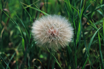 Summertime bloom on the hiking trail