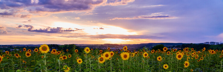 Beautiful sun flowers field, sunset with orange and violet colors and gray clouds. Germany