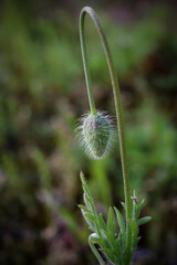 Closed poppy flower bud hover over leaves on blurred nature background