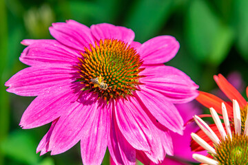 Obraz premium Bee perched on purple coneflower in garden