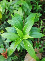 close up of green leaves
