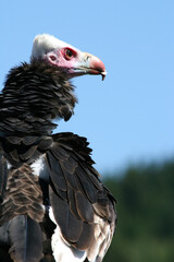 Geier