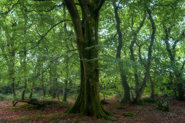 Fototapeta na wymiar unity woods in Cornwall England uk 