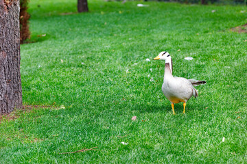 Bar-headed geese (Anser indicus) grazes on a green lawn among tall trees in a summer park.