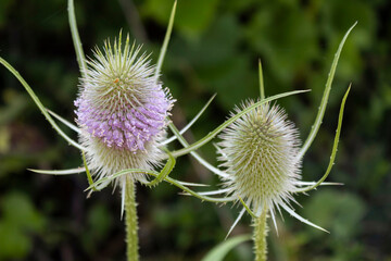 In the summer, the ornamental plant tease has bloomed in the garden.