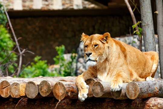 The lioness is resting on a platform made of wooden logs.