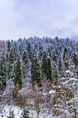 Snowy forest, Abkhazia, Caucasus