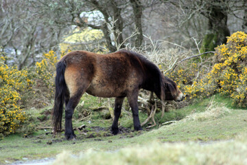 Exmoor Pony foal baby or ponies are a breed of horses native to the British isles they still live wild in Devon and Somerset south West England 
