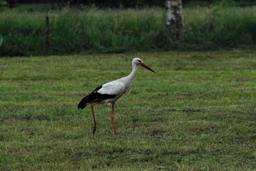 Fototapeta premium A white storck on a mown pasture