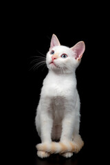 Obraz premium Cute baby white kitten on black background