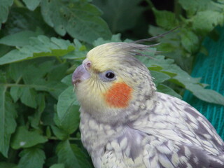 yellow and gray parrot