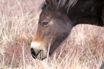 Fototapeta premium Exmoor Pony foal baby or ponies are a breed of horses native to the British isles they still live wild in Devon and Somerset south West England 