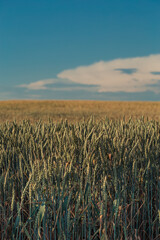 Agriculture. Wheat fields. Sunset on a field with young rye or wheat in summer with cloudy sky background. Landscape. Golden Wheat. Wheat field at sunset, evening agricultural scene. Beautiful Nature