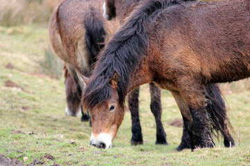 Exmoor Pony foal baby or ponies are a breed of horses native to the British isles they still live wild in Devon and Somerset south West England 