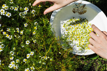 Woman  picking up chamomile blossoms in the garden, herbs in the farmer’s farmland