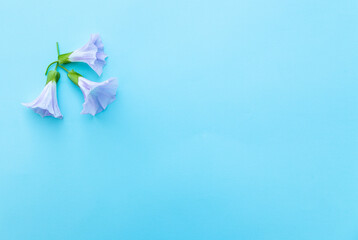 Сonvolvulus flowers on light blue background