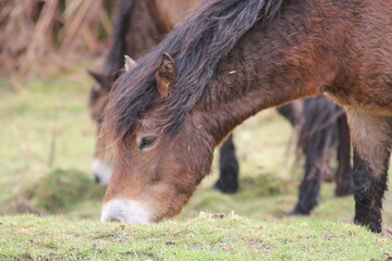 Naklejka na ściany i meble Exmoor Pony foal baby or ponies are a breed of horses native to the British isles they still live wild in Devon and Somerset south West England 