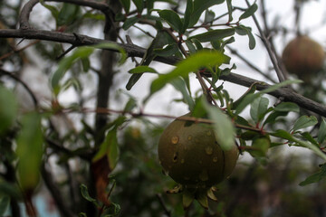 A very beautiful guava fruit picture