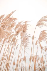 Pampasgras im Freien in hellen Pastellfarben. Trockenes Schilf im Boho-Stil. © Alexandra