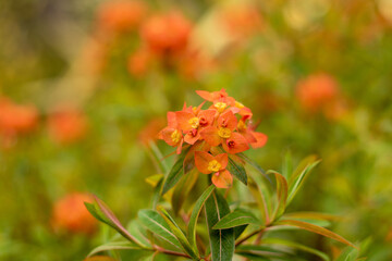 Euphorbia Griffithii in bloom 