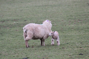 sheep in field landscape background with copy space sky and grass