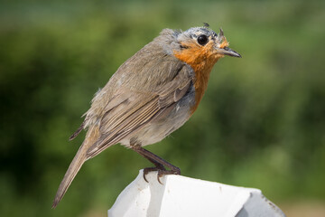 Bald-headed robin in moult sitting on a fence post