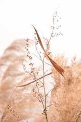 Pampas grass outdoor in light pastel colors. Dry reeds boho style. 	