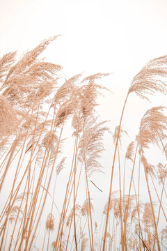Fototapeta Pampas grass outdoor in light pastel colors. Dry reeds boho style.  