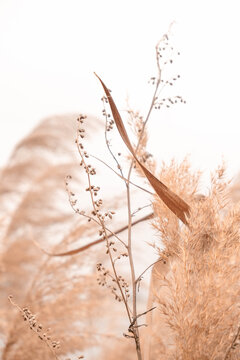 Fototapeta Pampas grass outdoor in light pastel colors. Dry reeds boho style.  
