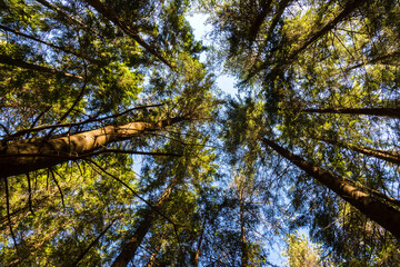 Photo of forest tree crowns against a clear blue sky
