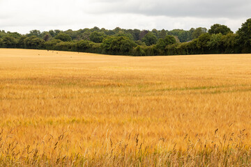 Wheat field ready for harvesting with crows flying through it
