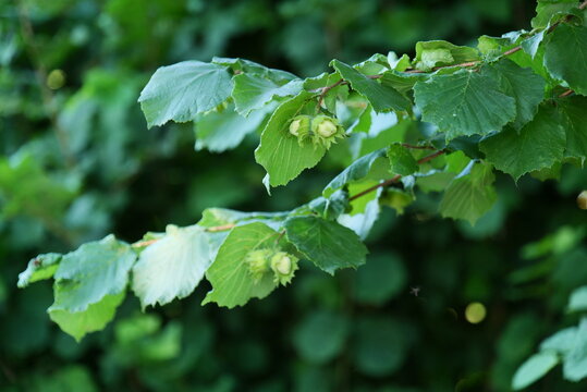 Haselnuss am Baum