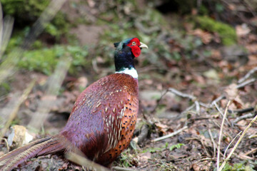 pheasant bird in woodland background with copy space 
