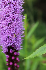 Prachtscharte Blüte mit Schwebfliege