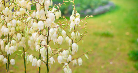 Cream color blossoms on flower stalk, Creamy White Blooms on Flowering Branch with Clear Blue Heavens, Yellowish flowers on blossoming stalk in garden