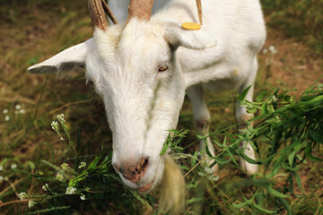 Obraz premium Portrait of funny white goats walking around the village and chewing fresh grass.